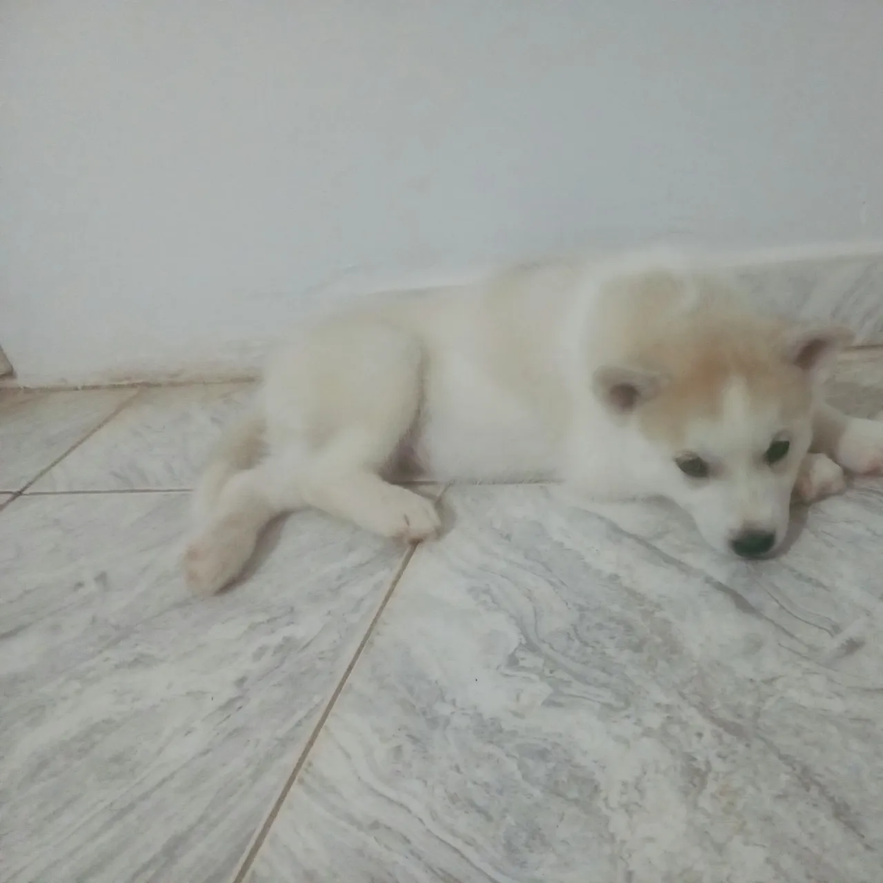 2 husky siberiano disponíveis a venda (fêmea)