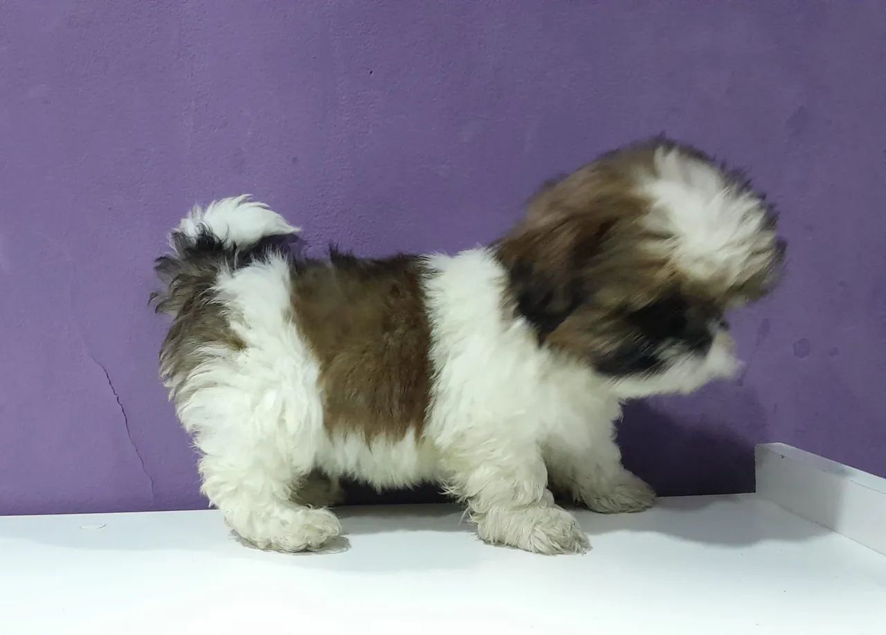 Shitzu  - Foto 4
