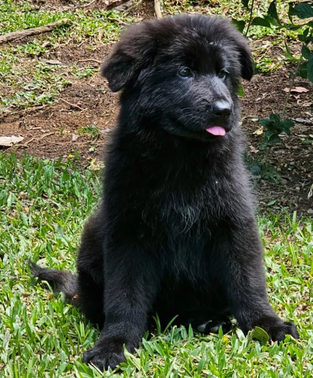 Filhotes de Pastor Alemão Fêmea Preto Sólido Pelo Longo (Pedigree, CBPA, Radiografado - Foto 3