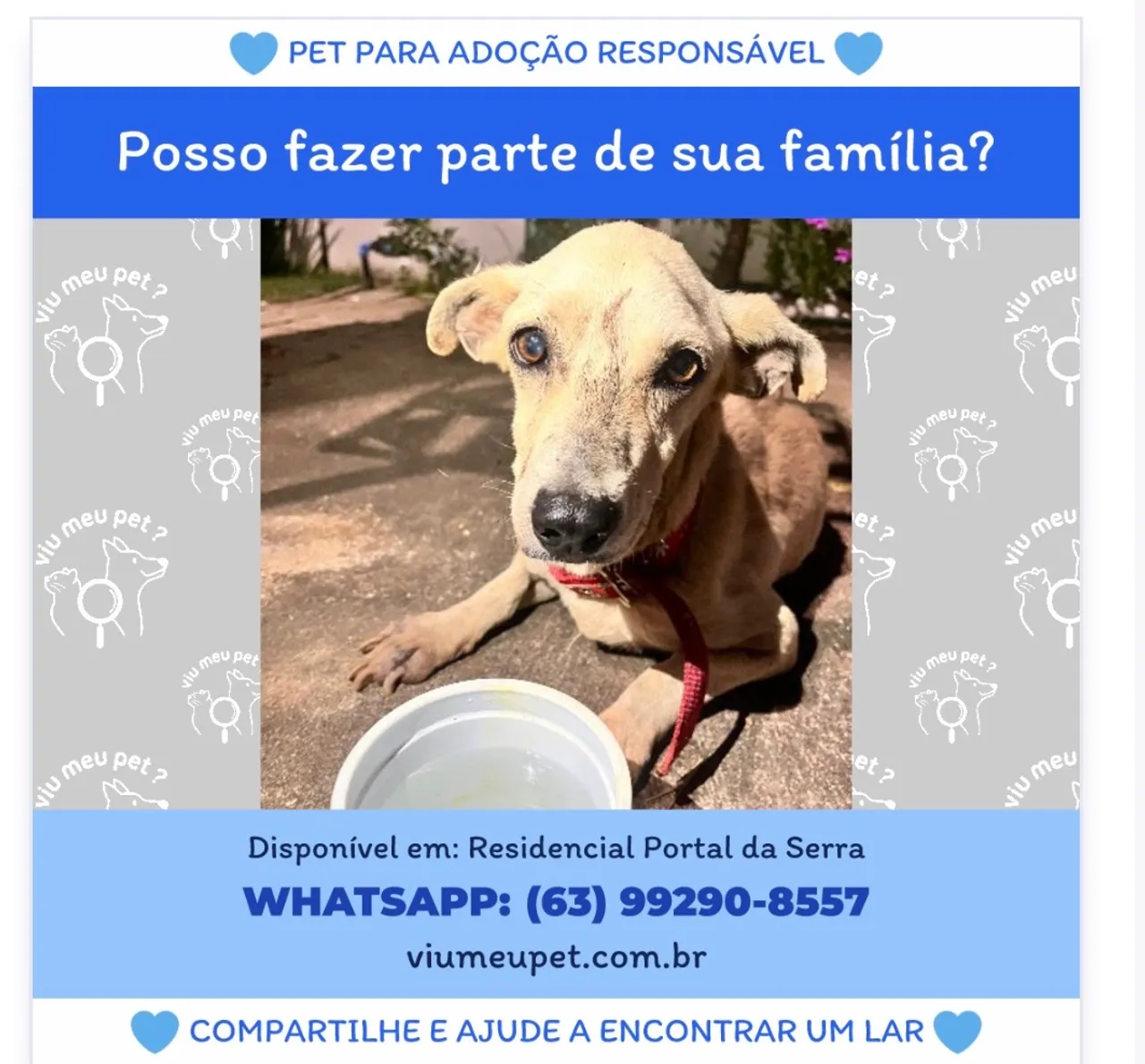 Cadela fêmea a procura de um lar urgente!!