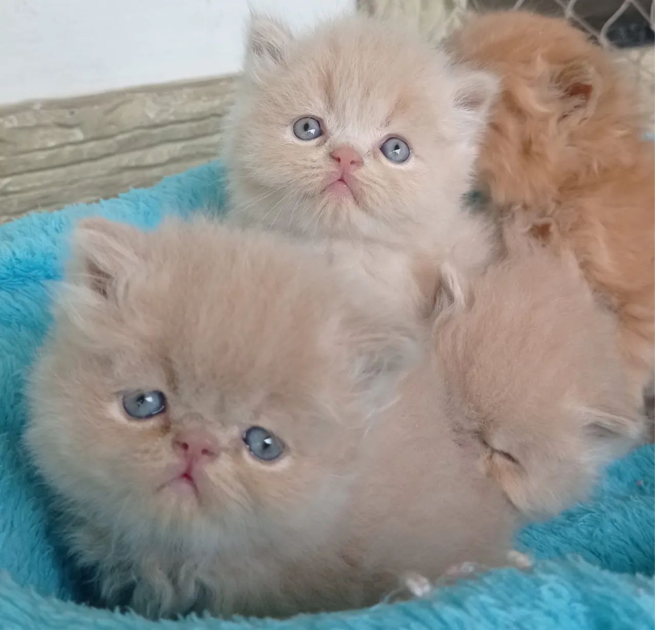 Persa Garantia e Suporte  - Foto 4