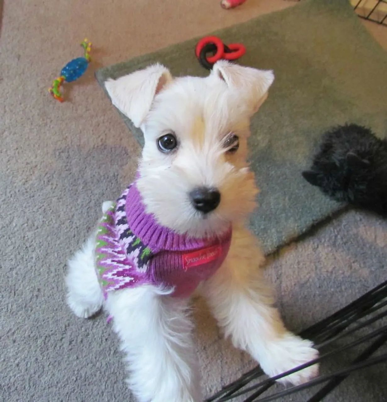 Seu amiguinho de quatro patas Schnauzer!!!