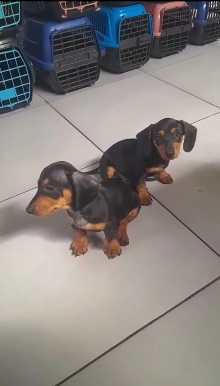 Filhotes de Dachshund à venda