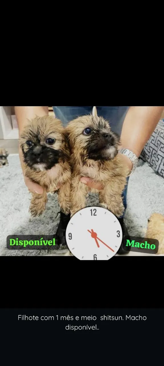 Filhote Shih Tzu Macho Disponível