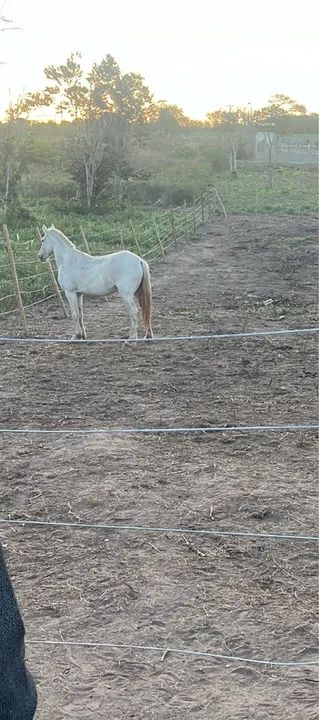 Cavalo Marcha picada  - Foto 2