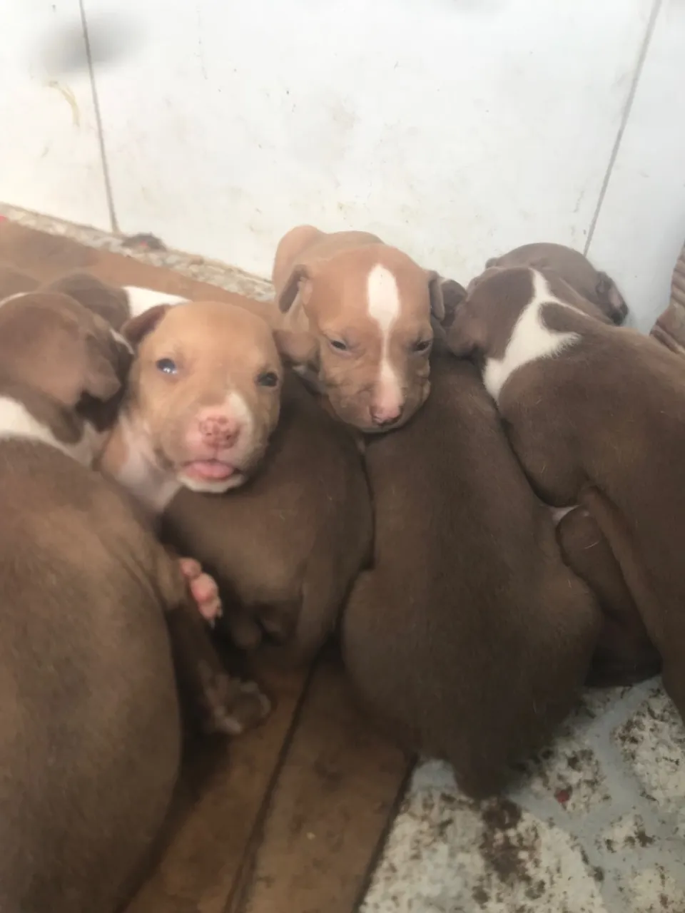 Filhote de pitbull puro disponível 