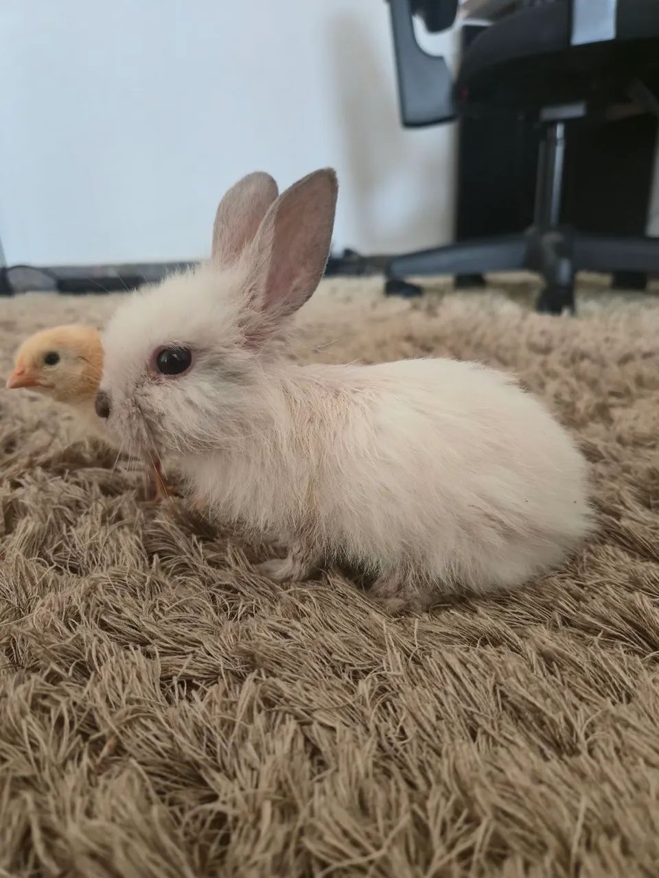 Lindo mini coelho  - Foto 5