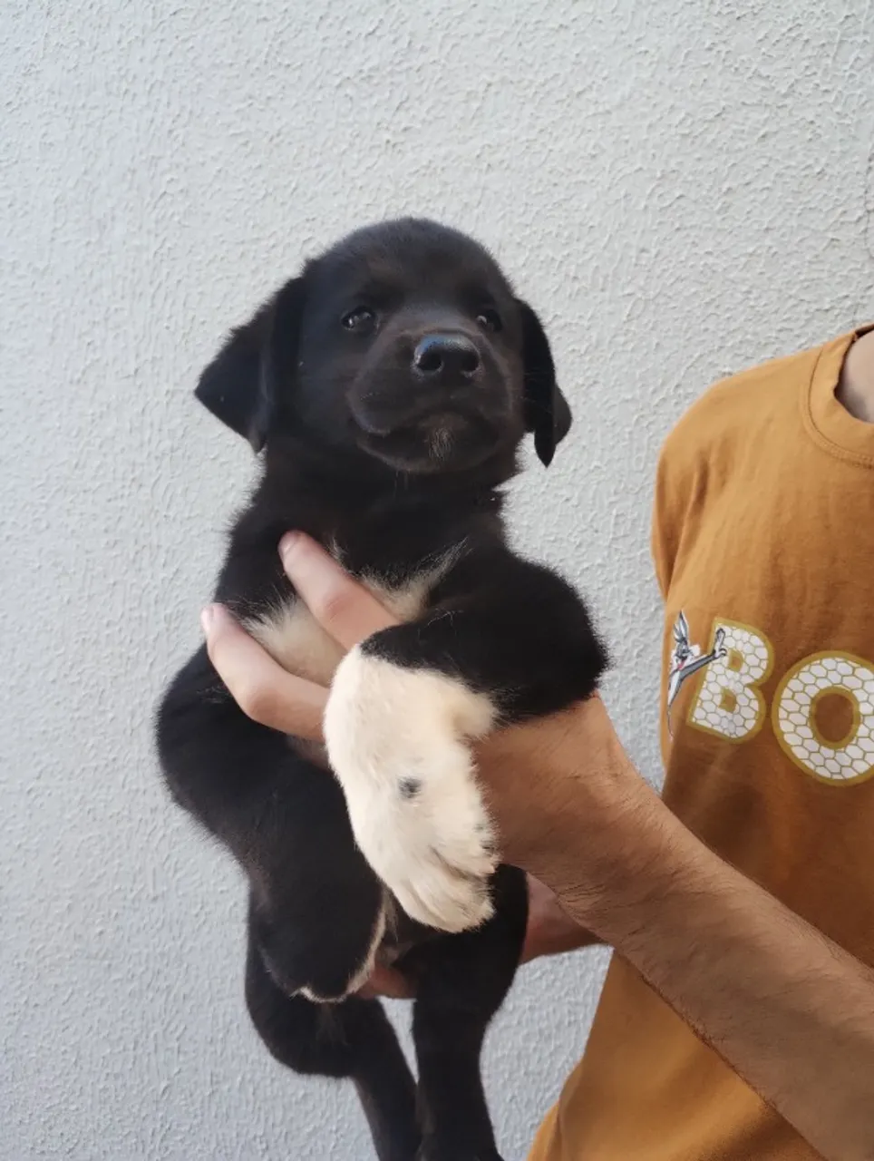 Filhote macho labrador valor 150