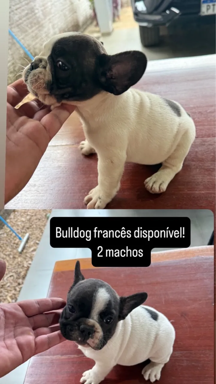 Filhotes de Bulldog Francês Machos Disponíveis!