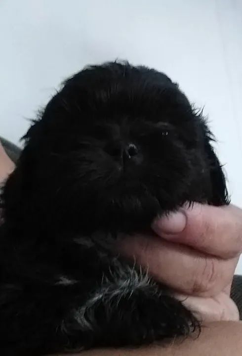  Shih tzu Femea