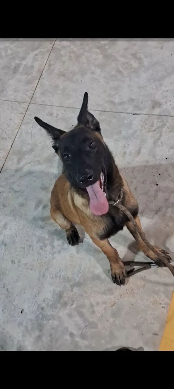 Cão da raça Pastor Belga Malinois - Filhote