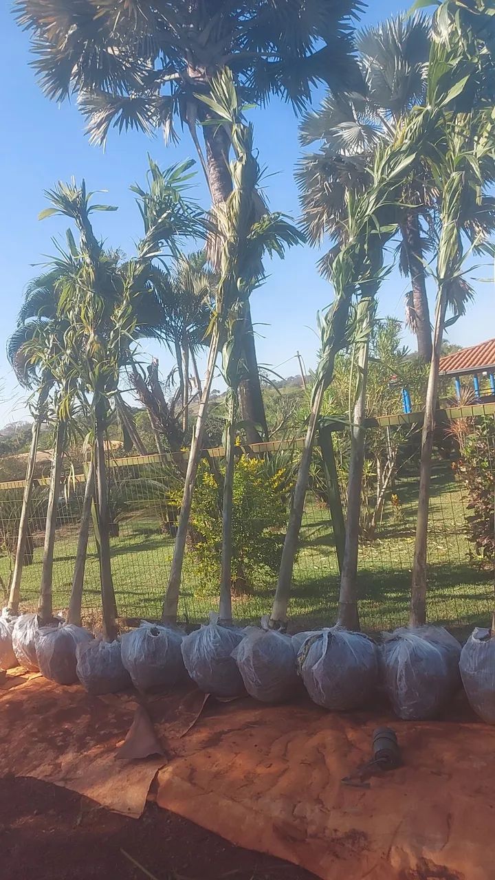 Palmeira carpentaria e bismack ,para Jardim - Mudas - Foto 5