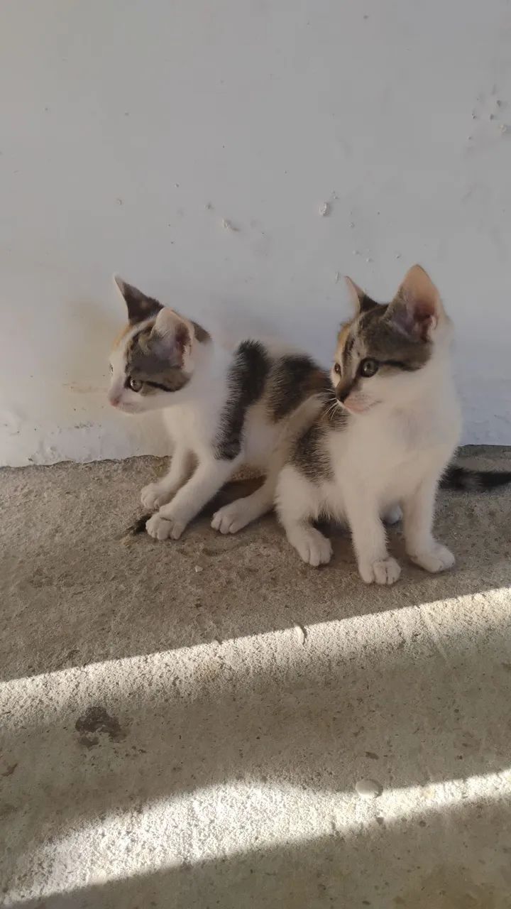 Gatinhas fofas para adoção