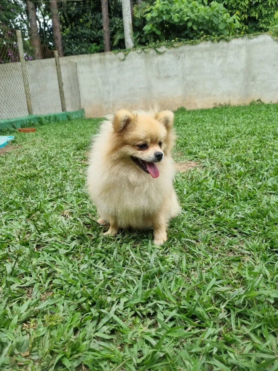 Spitz macho 9 meses - Foto 2