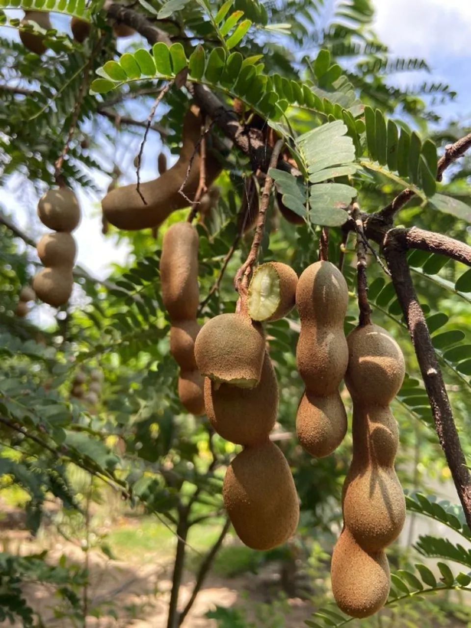 Frutifera Mudas de Tamarindo Exótico