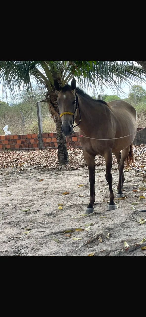 Vendo Potra de segunda muda, prenha de animal bacheiro - Foto 2