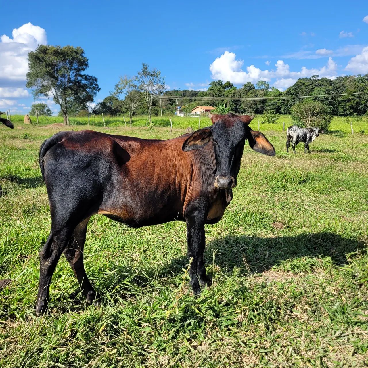 Novilhas para venda - Foto 3