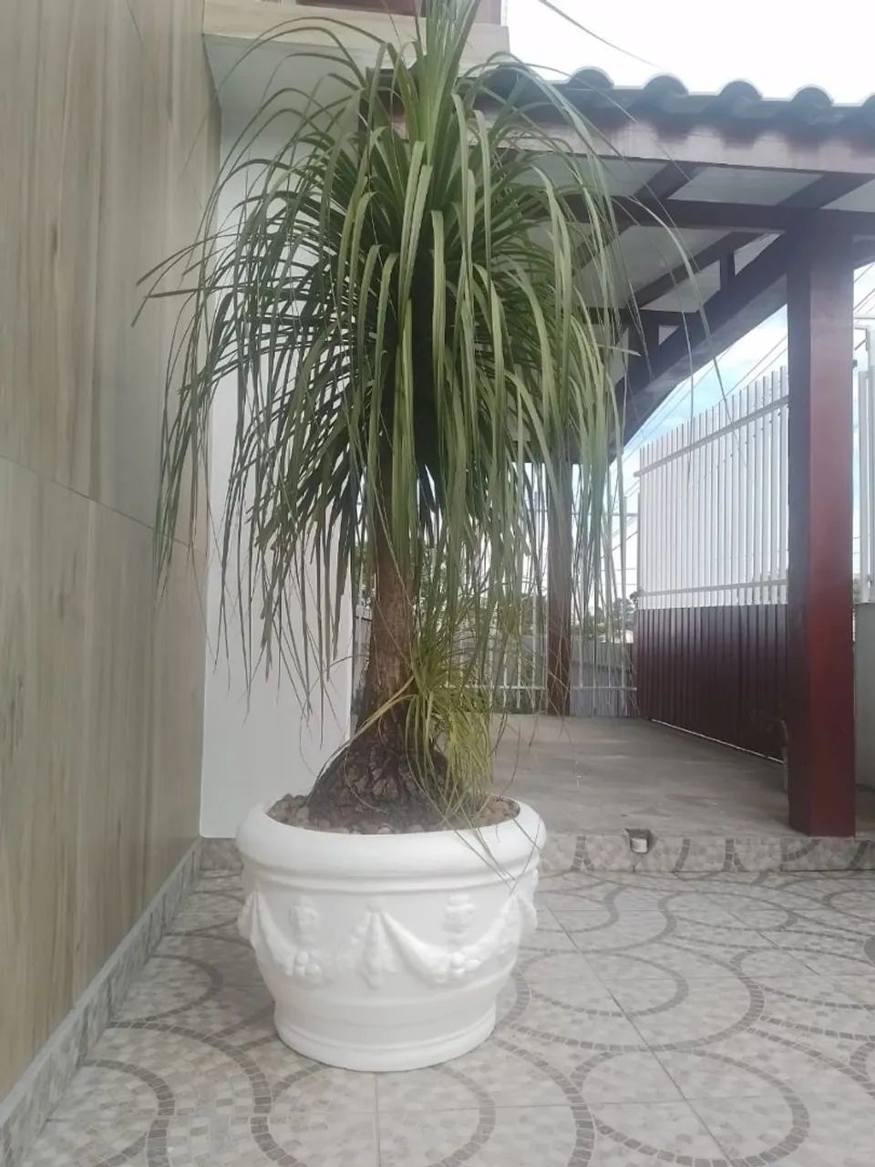 Planta Pata de elefante  - Foto 5