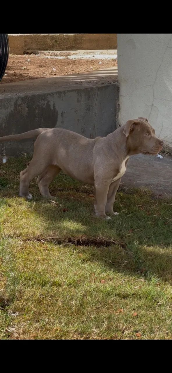 Filhotes Pitmonster, Pitbull ?oversize?, Bully XL - Foto 2