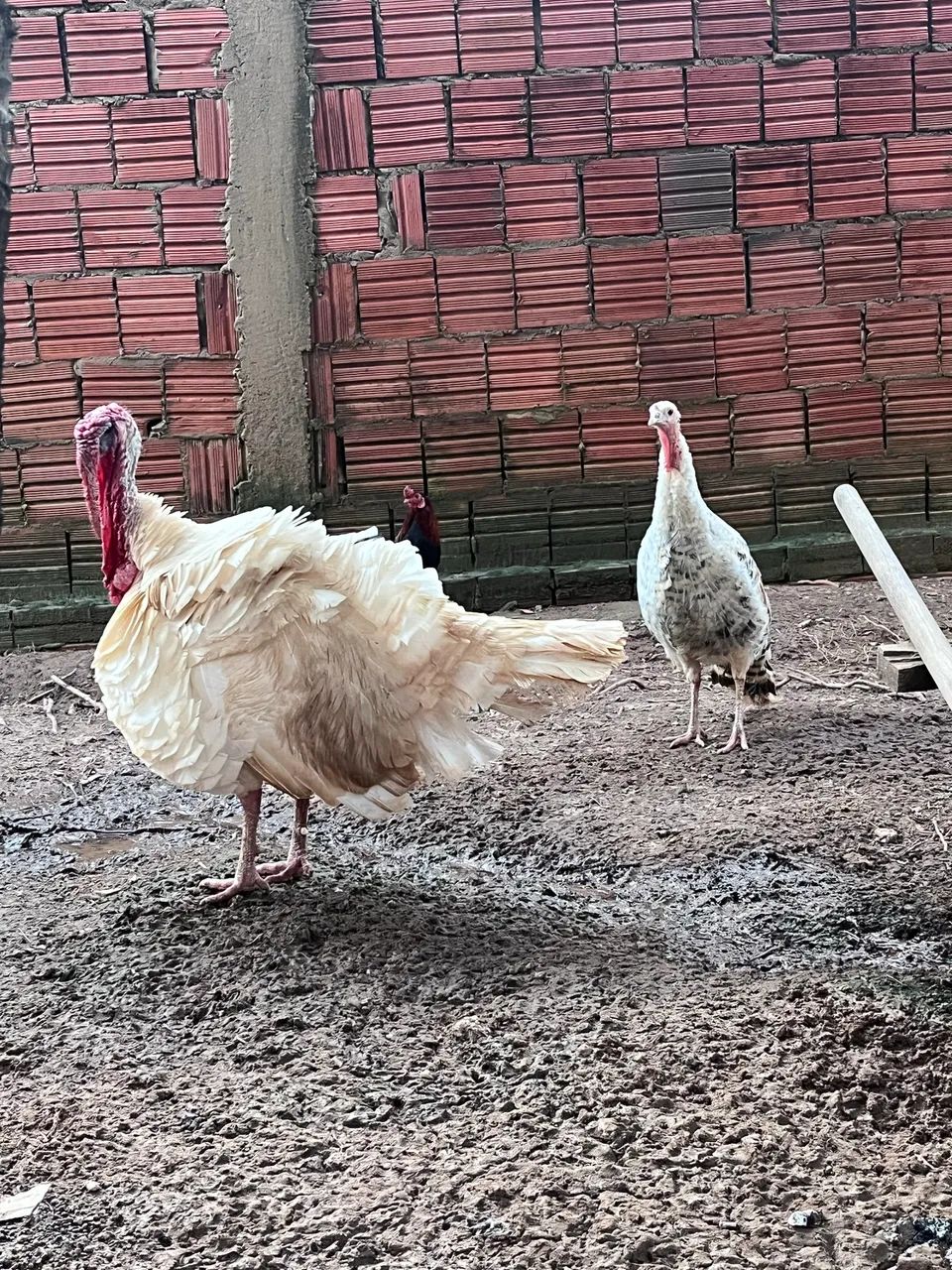 Casal de Peru  - Foto 2