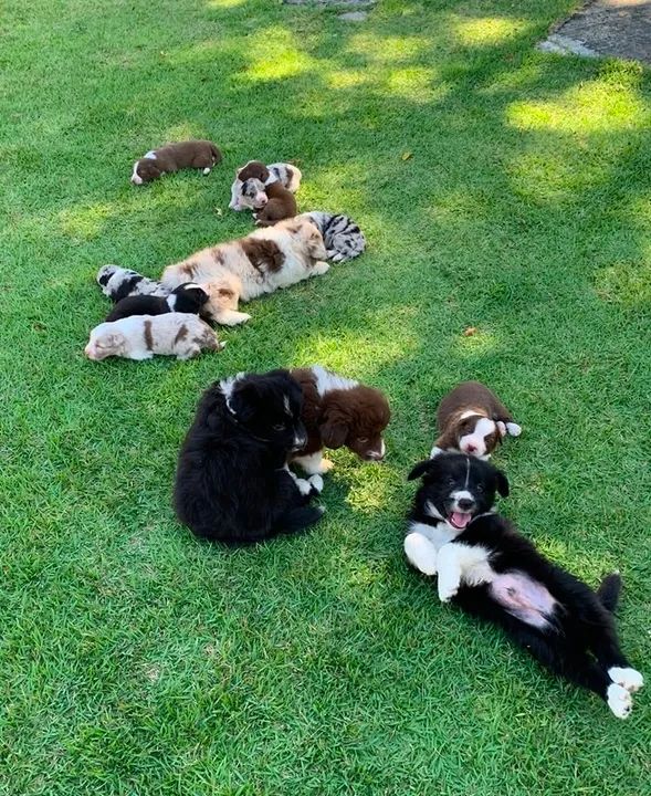 Filhotes de Border Collie - Canil NJ Ceara - Foto 6