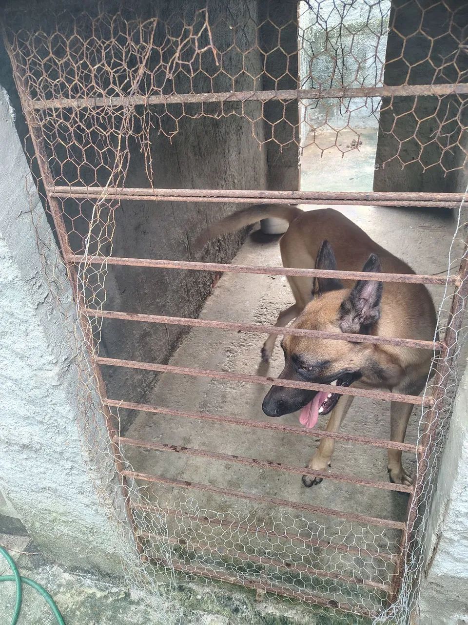 Macho ,,pra tirar reprodução  - Foto 5