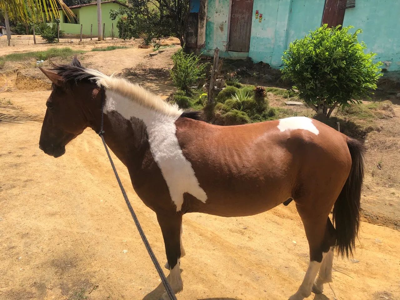 Potro mestiço com manga larga  - Foto 6