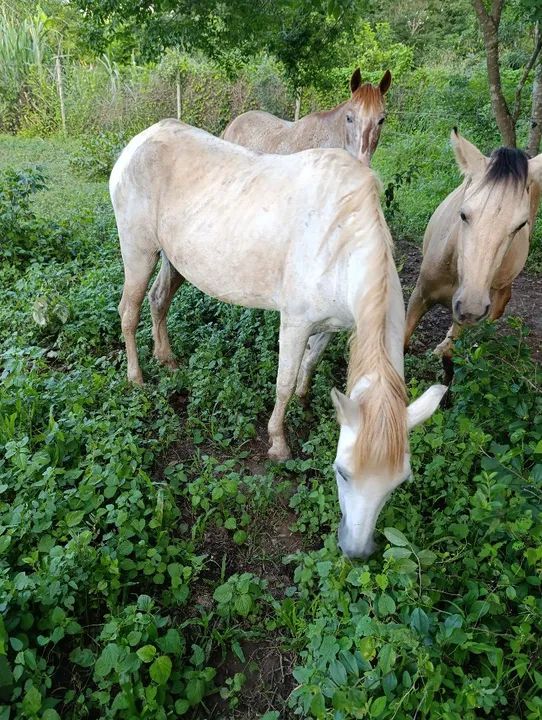Égua macha picada mansinha  - Foto 2