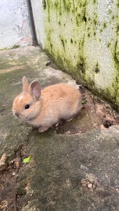 Filhotes de Coelho anao holandes (Netherland) padrão Pet