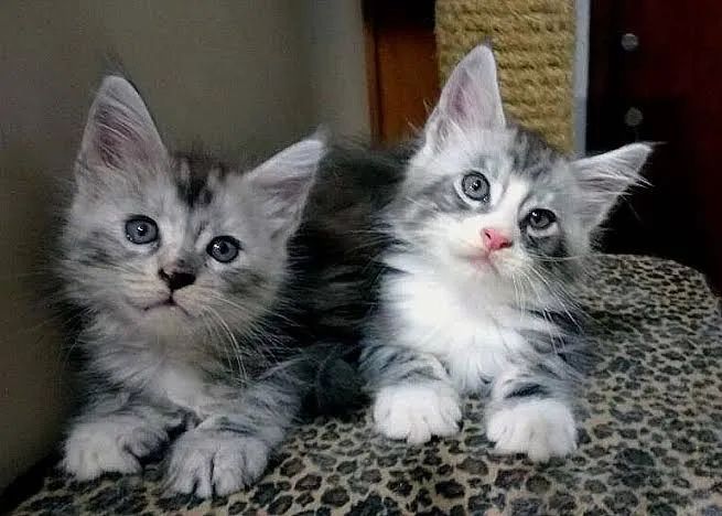 Maine Coon 100% Puro  - Foto 2