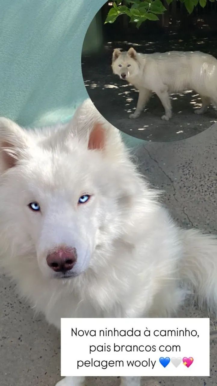 Husky siberiano filhotes Wooly  - Foto 5