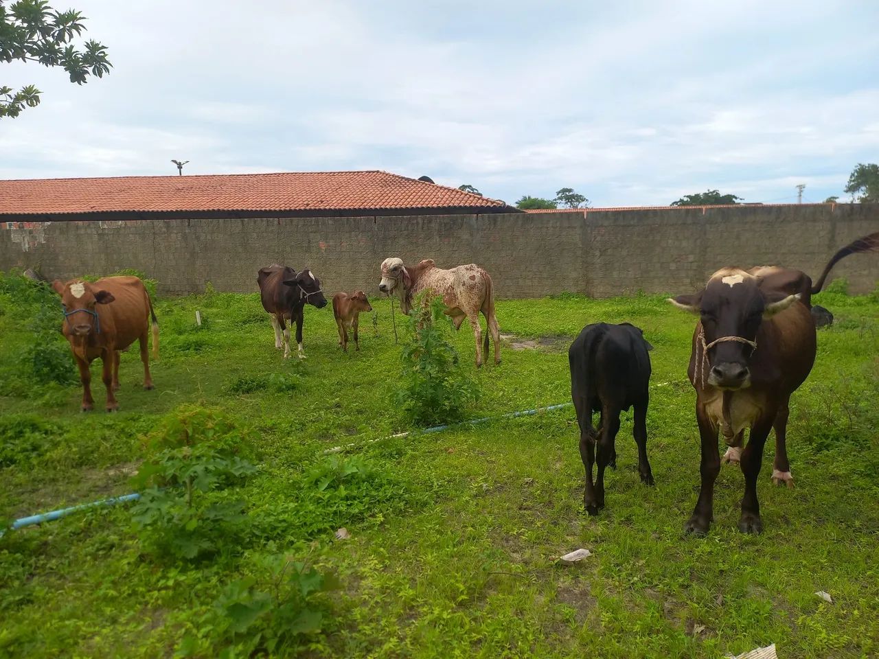 Vendo 6 animais  - Foto 5