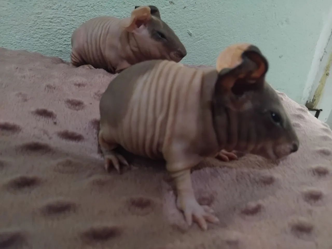 Porquinho da india skinny 