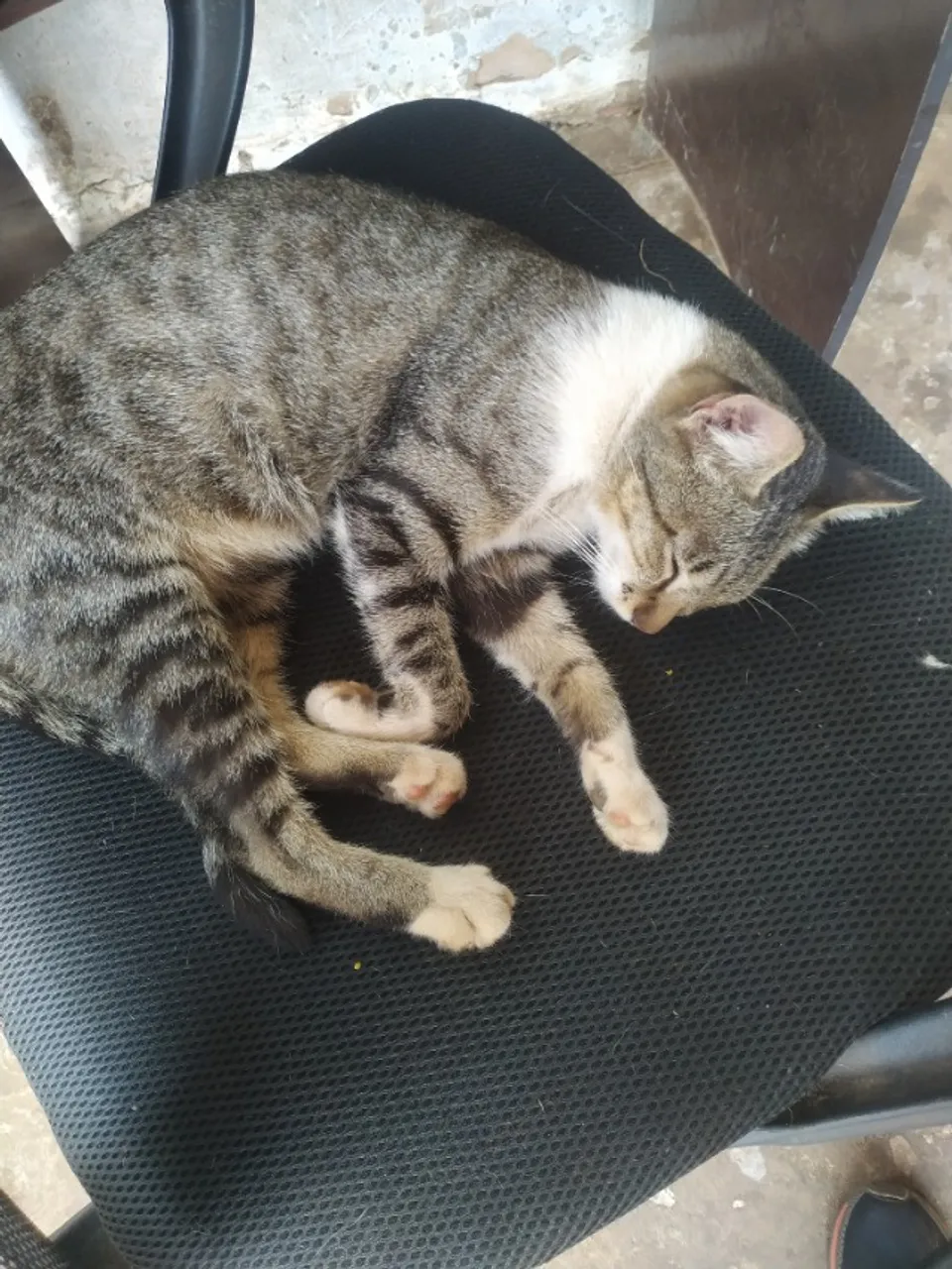 Doação urgente de uma gata