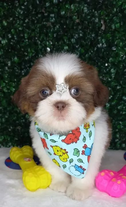 Shih-Tzu Miniatura Macho Tricolor Perfeito para Apartamentos