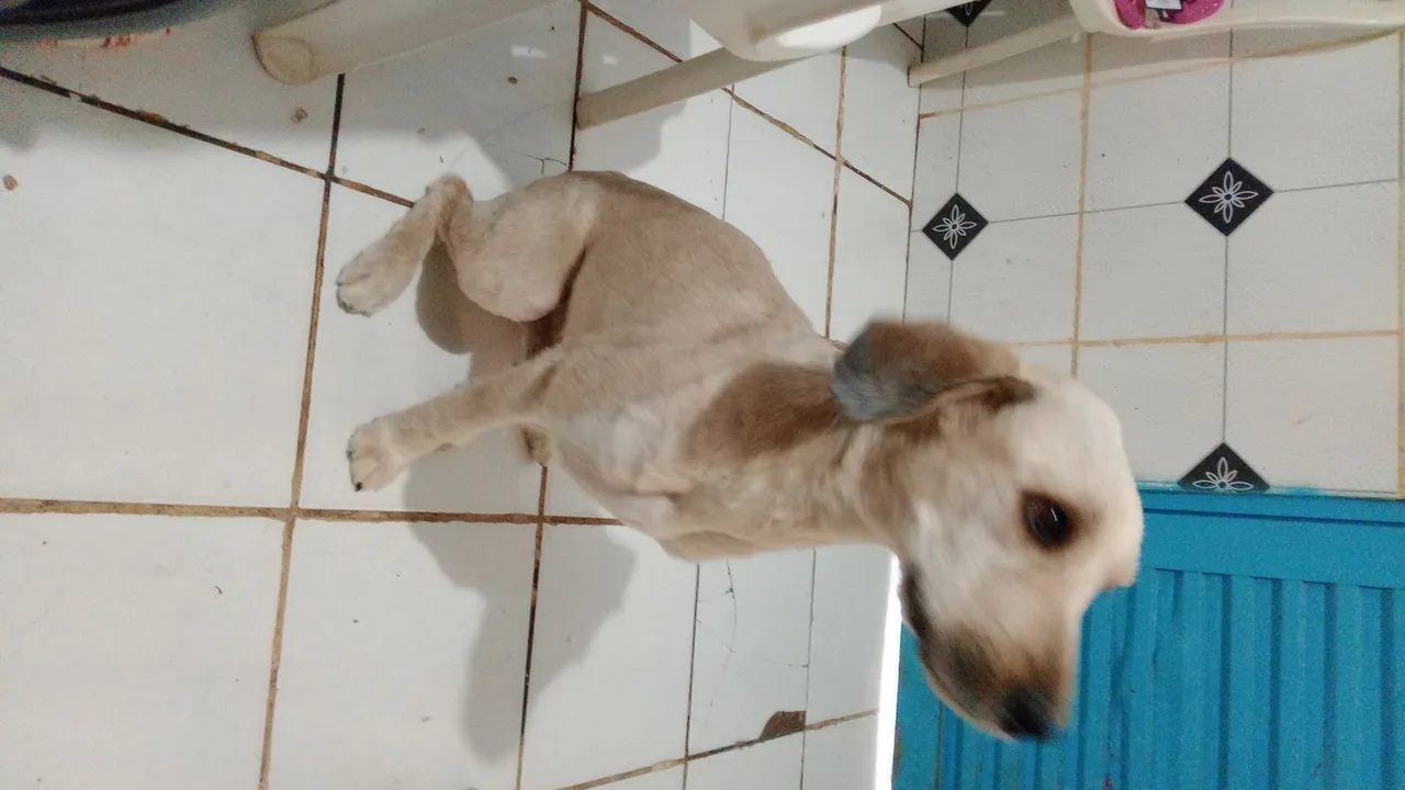 Cachorro tosado