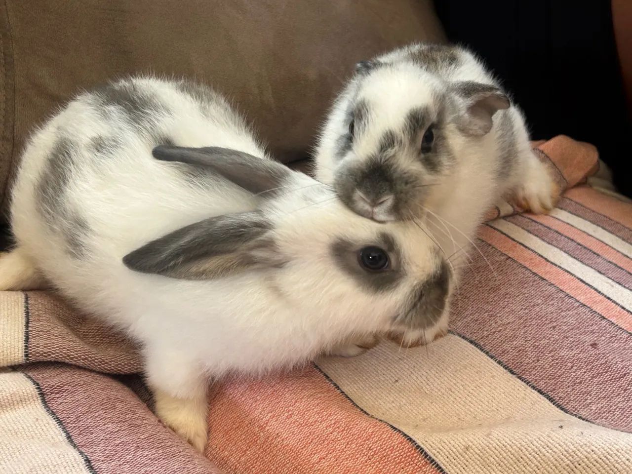 DOAÇÃO: Coelhinhos fofinhos para adoção! - Foto 2