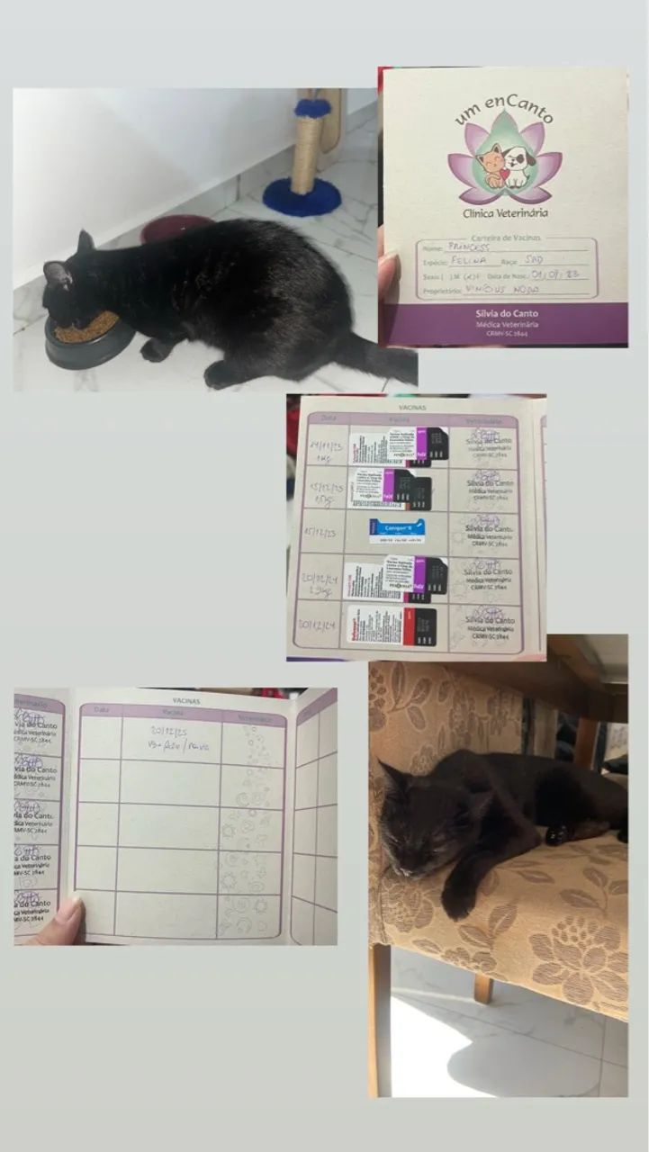 Gatinha para Doação 