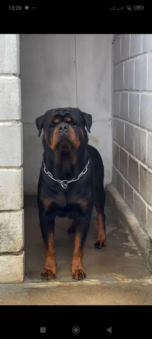 Filhote de rottweiler  - Foto 4