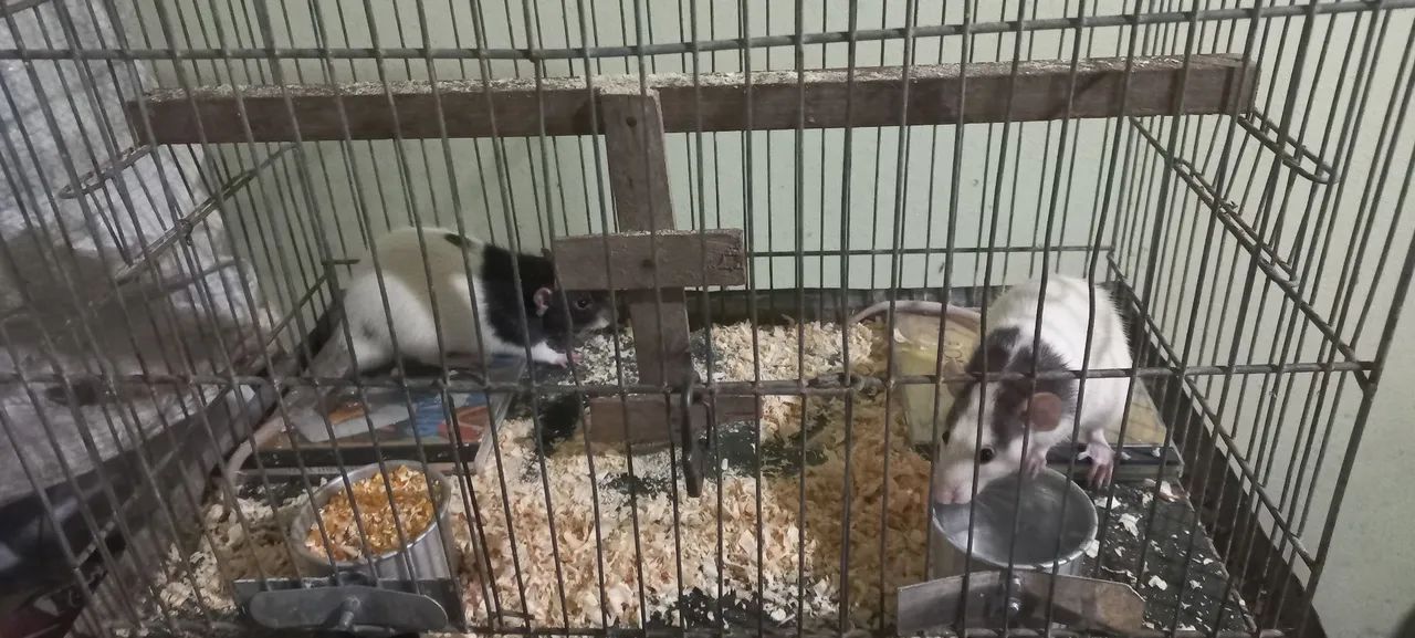 Tenho disponível lidos filhotes de tuisther dumbo são bem mansos  - Foto 2