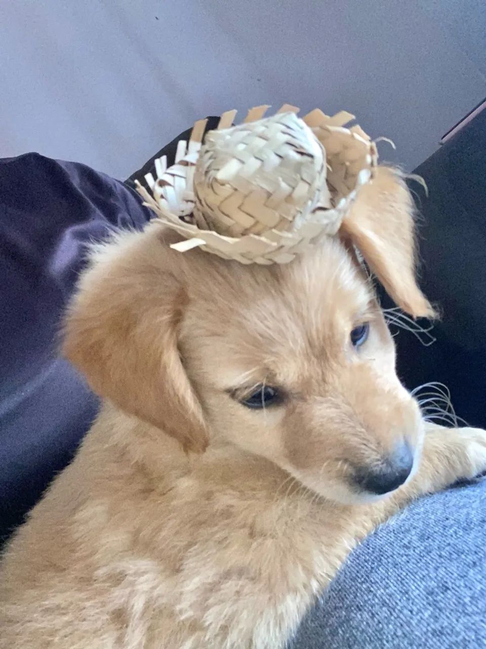 Filhote Golden Retriever - Foto 4