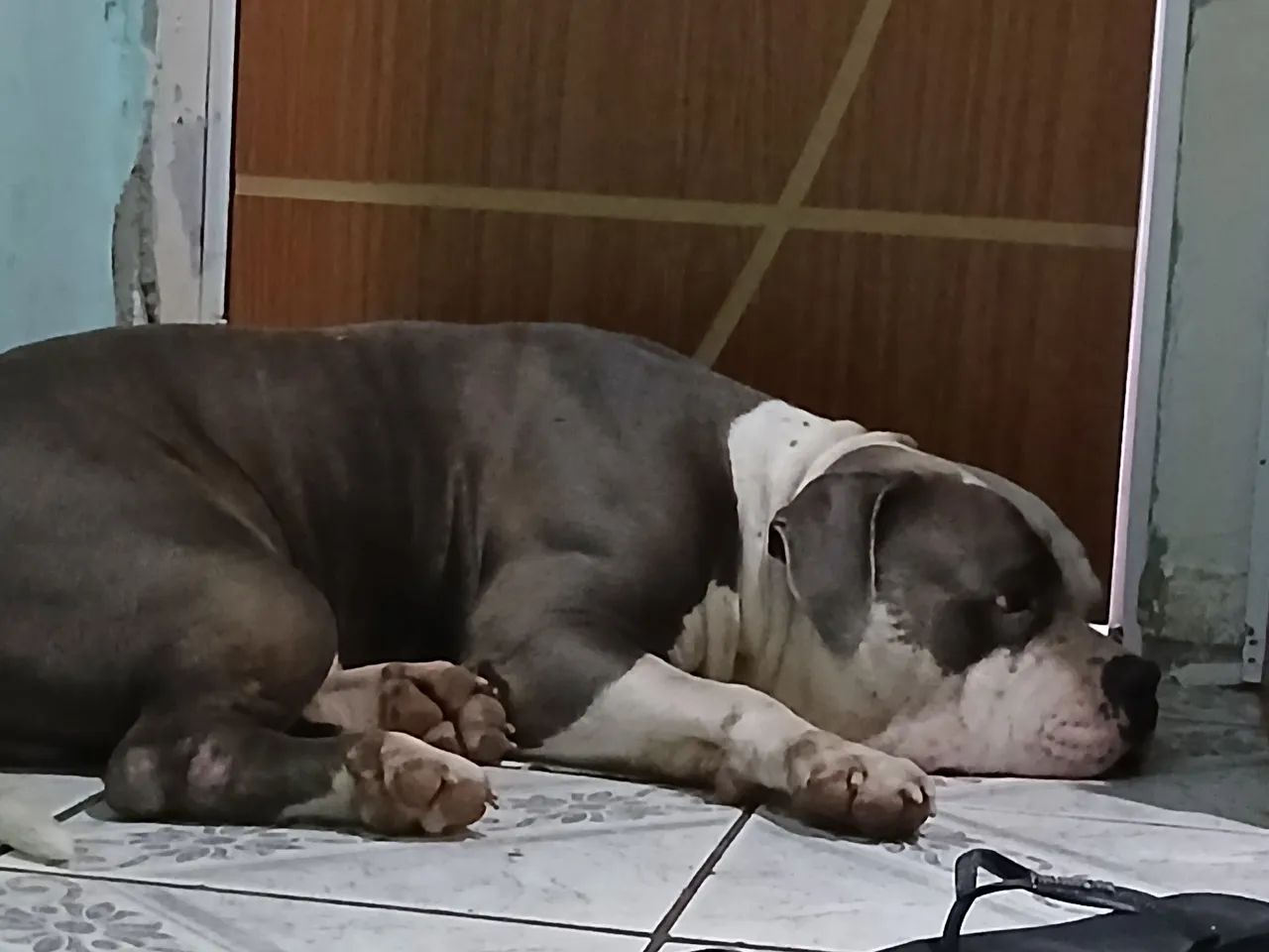 Americam bully - Foto 4