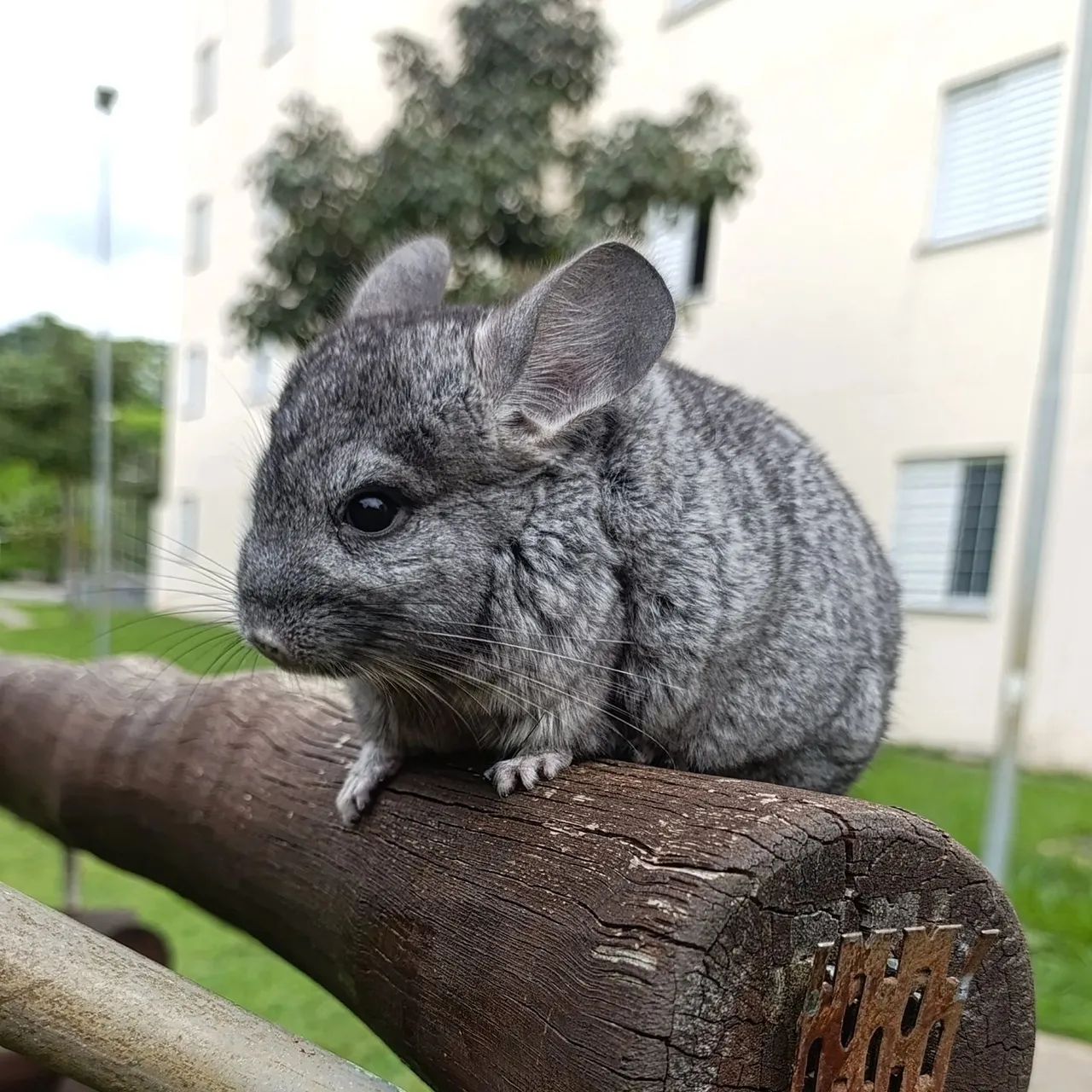 Chinchila filhote ,5 meses - Foto 2