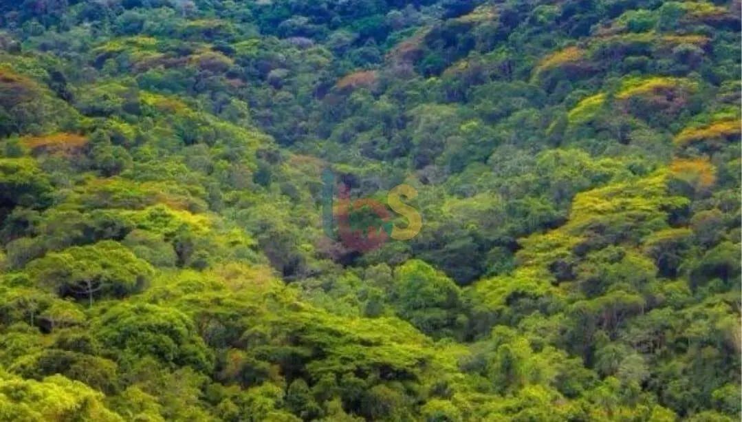 TERRENO NA MATA ATLÂNTICA - Foto 3