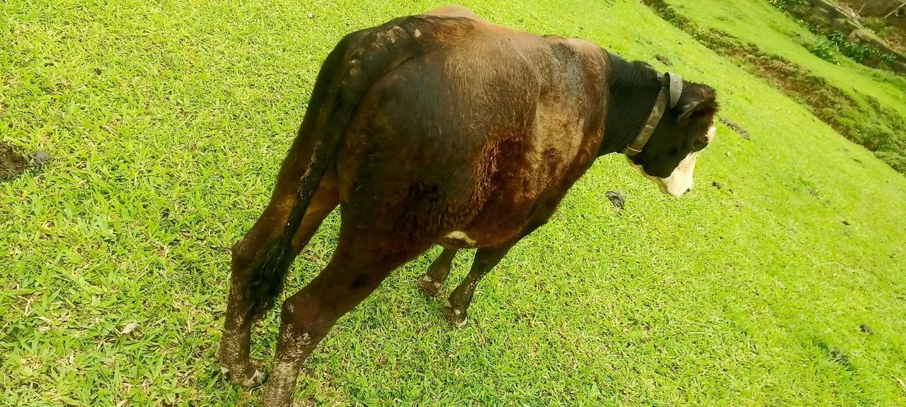 Bezerro macho - Foto 3