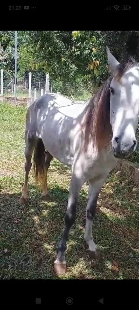 Vendo cavalo mangalarga domado de marcha trotiada fez 5 anos cavalo sem defeito  - Foto 6