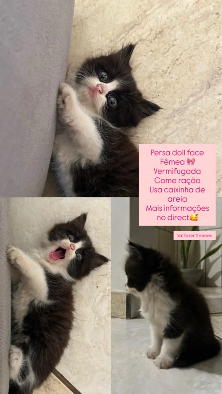 Gatinha persa