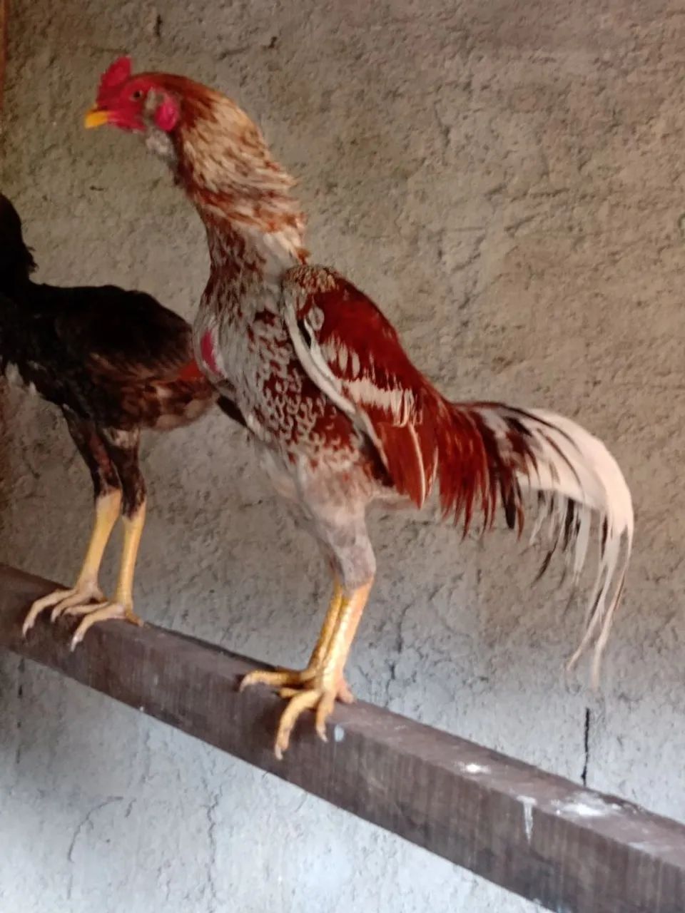 Galo exótico barbudo borrado vendendo barato