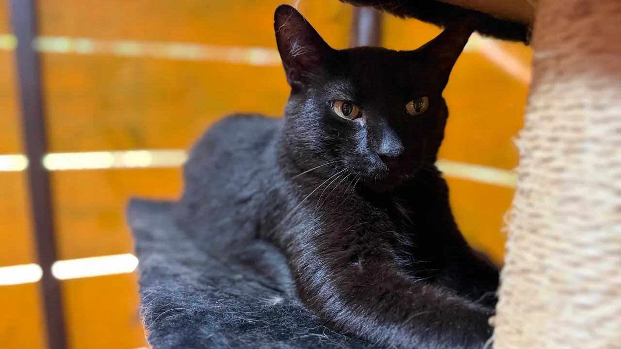 Irmãos para Adoção Conjunta - Castrados e Vacinados - Foto 5