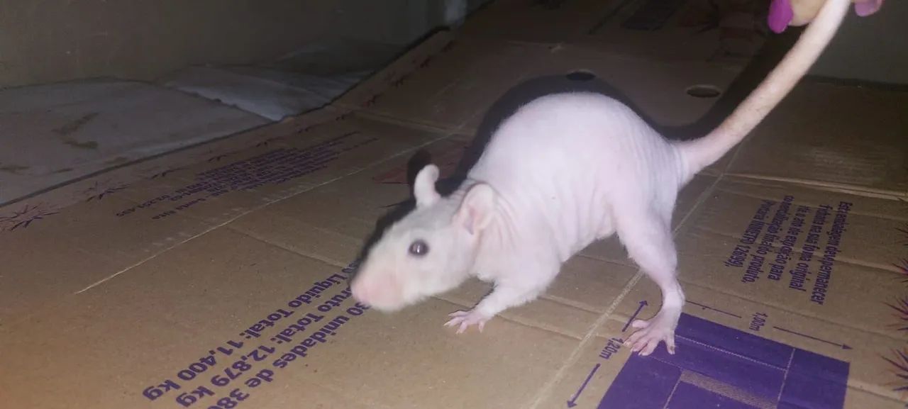 Twister sem pelo muito dócil  - Foto 3